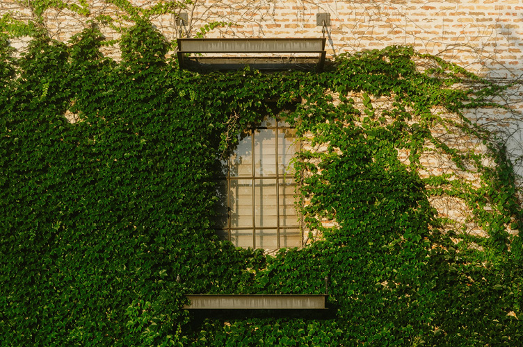 Vines taking over a building