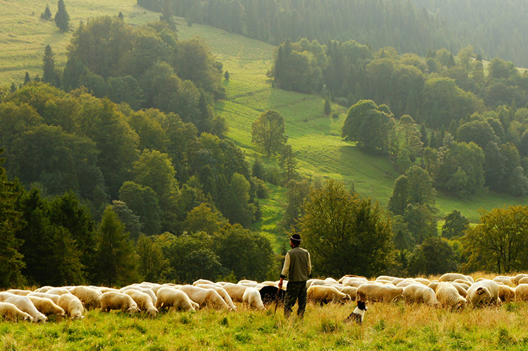 Shepherd and his sheep