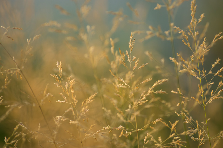 Wheat field