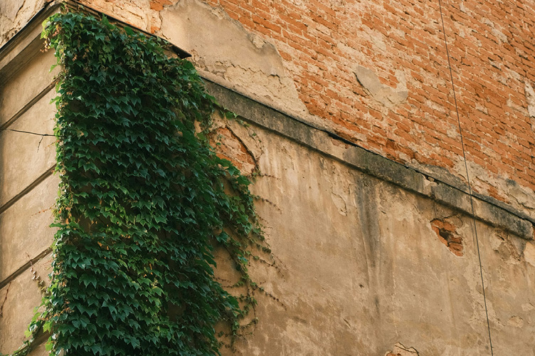 vines climbing up a building