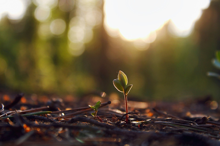 Small sprout in the woods