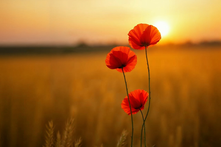 Three poppies