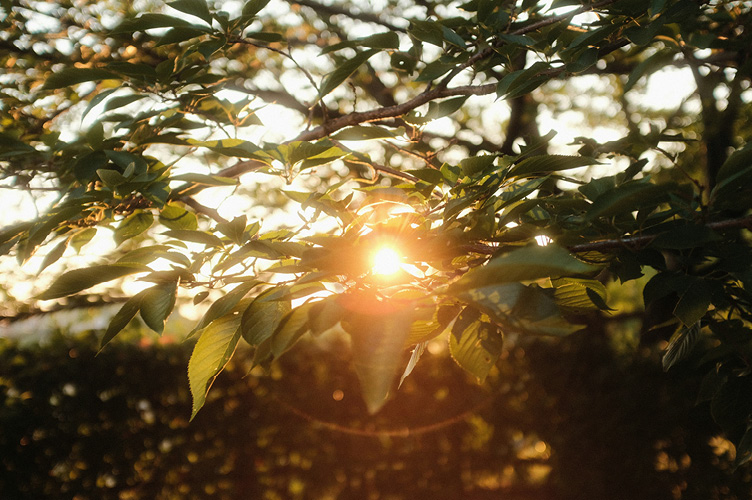 Light shining through the trees