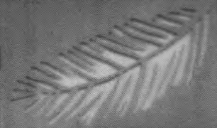 Palm Branch