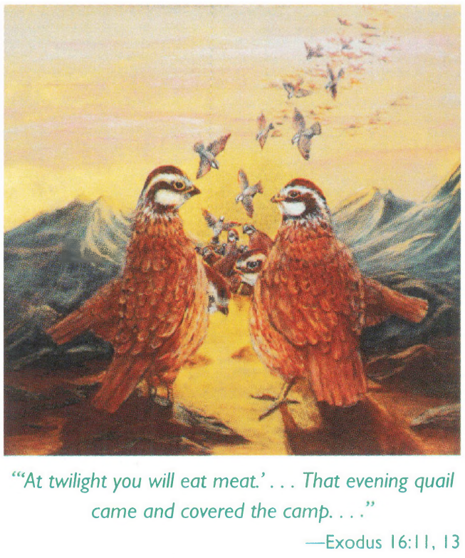 Quail Boeve