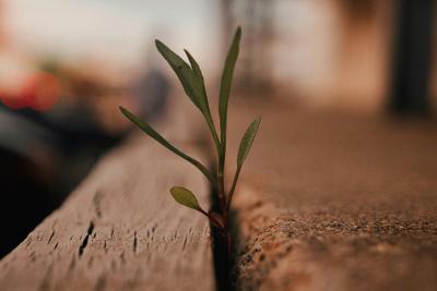 Plant growing in concrete