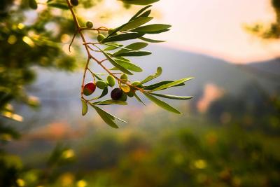 Tree branch