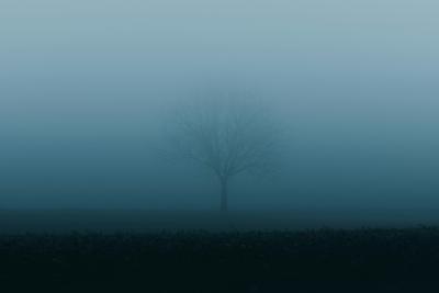 Tree hidden by fog