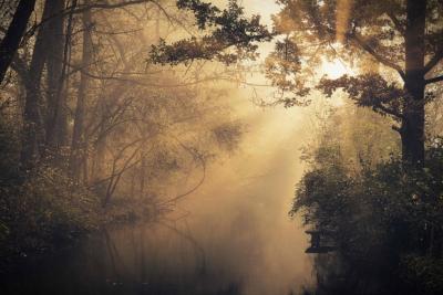 trees by streams of water