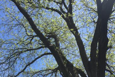Tree branches reaching to the sky