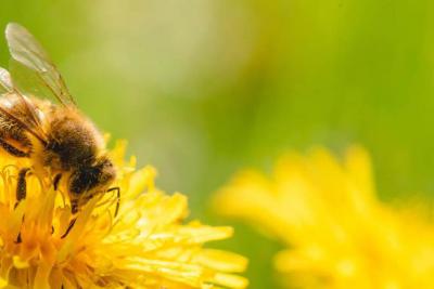 Bee on Flower