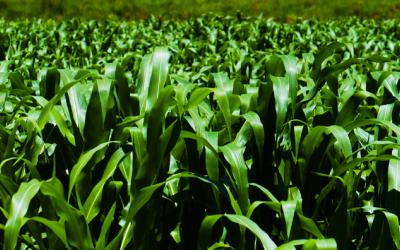 Image of field of corn.