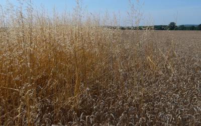 Picture of field at harvest time