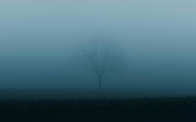Tree hidden by fog