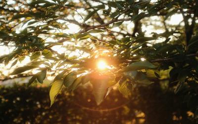 Light shining through the trees