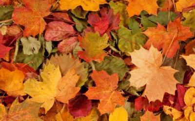 Fall leaves