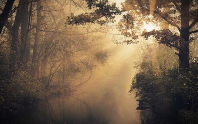 trees by streams of water