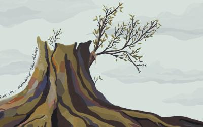 Olive tree stump with grafted on branch