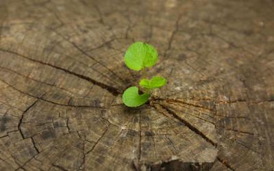 Freepix Seedling growing from stump
