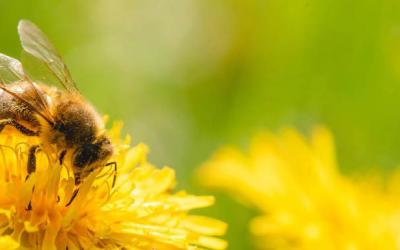 Bee on Flower