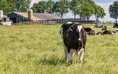Holstein cow