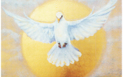 Broeve Dove Hovering