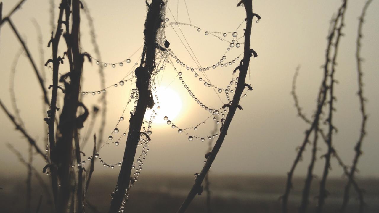 Dew in the desert