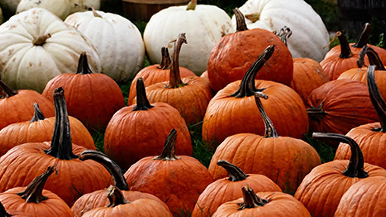 Assortment of pumpkins