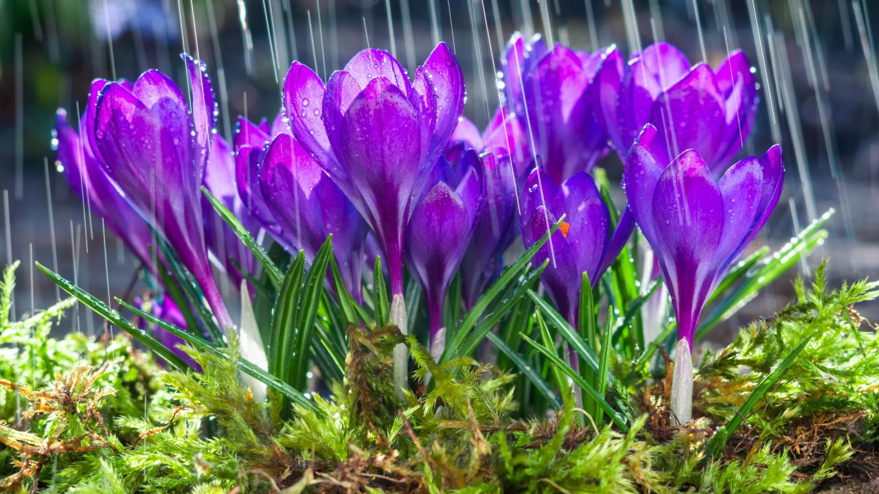 Crocuses in bloom with rain.