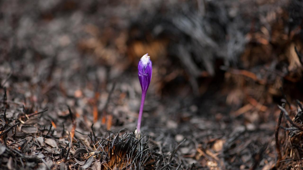 Single purple crocus in dead looking ground