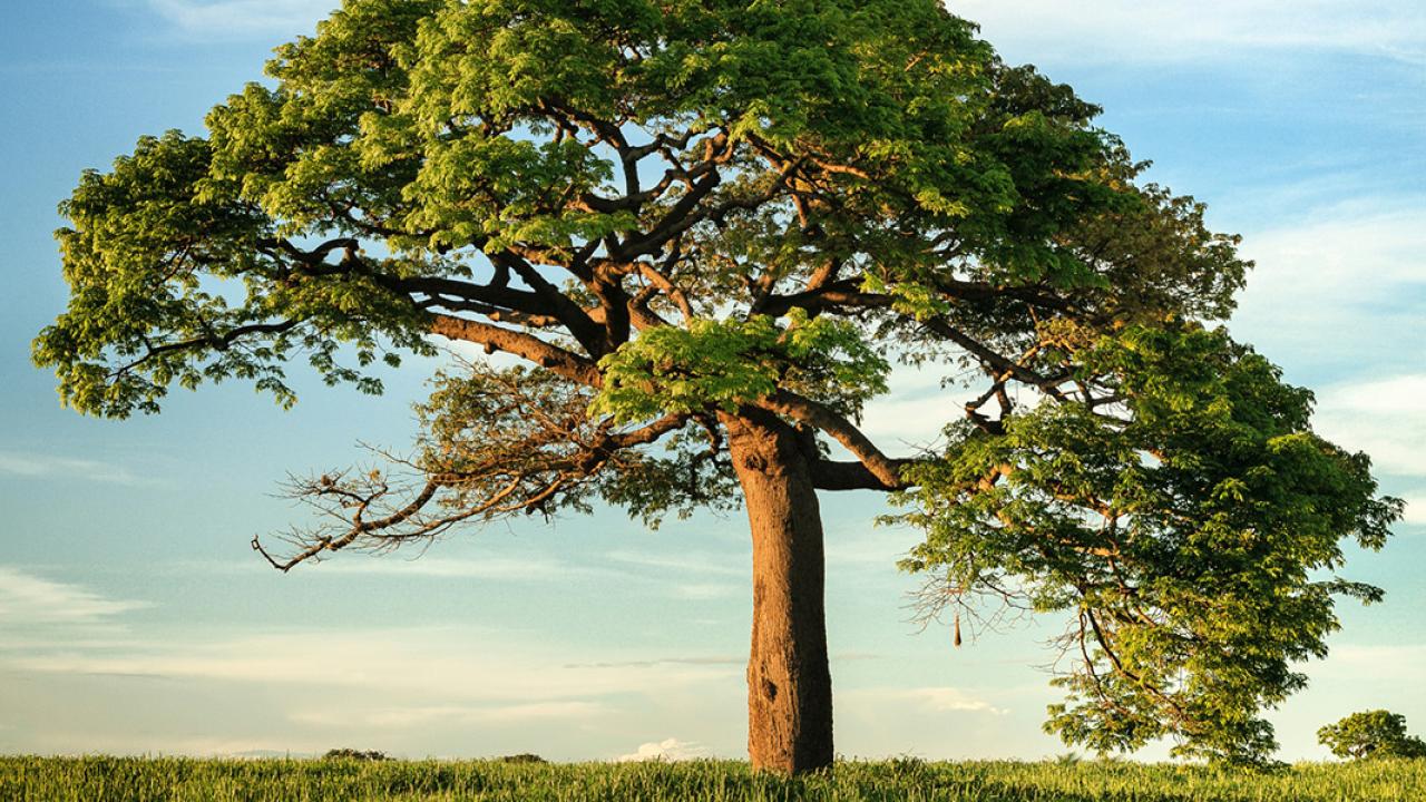 Large Tree