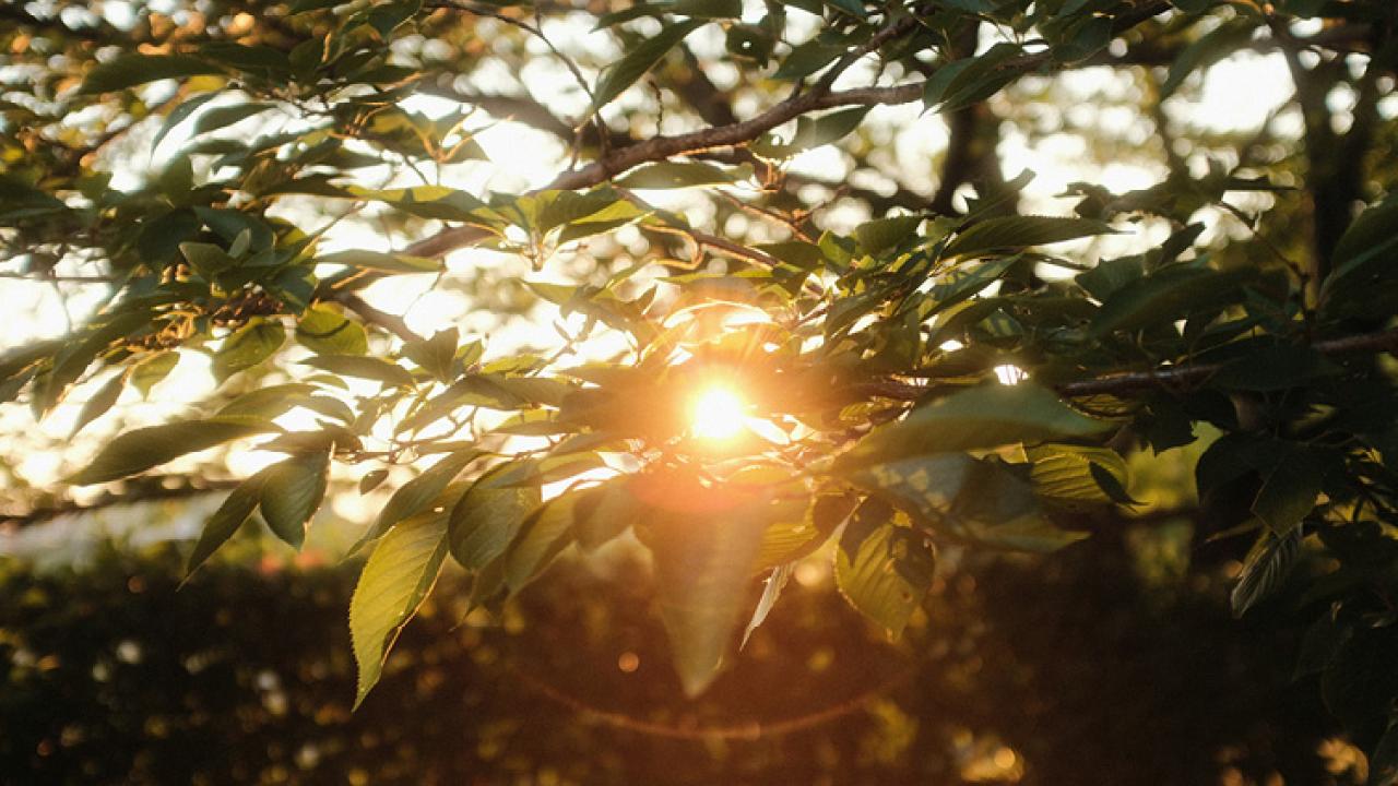 Light shining through the trees