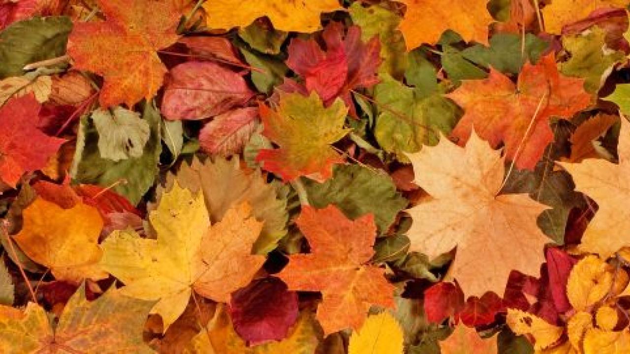 Fall leaves