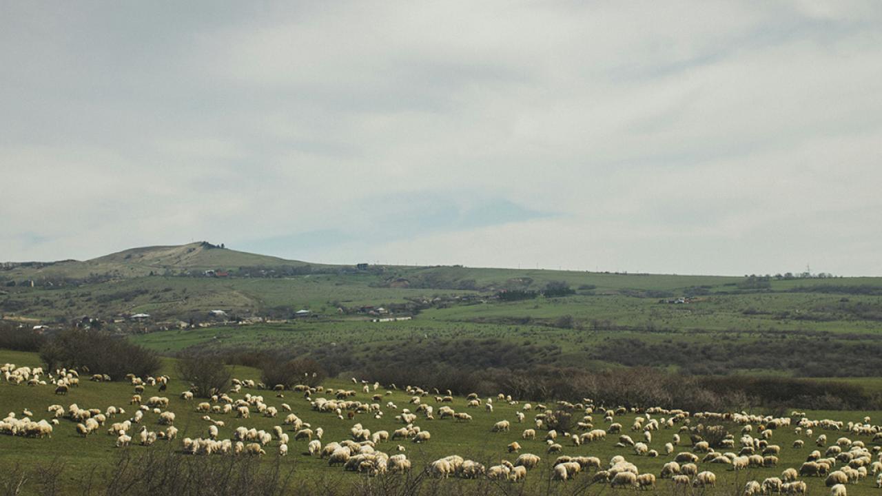 Pasture with sheep