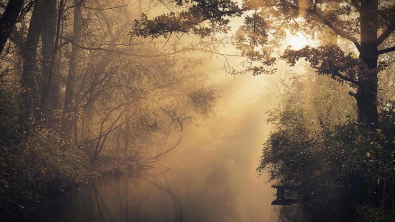 trees by streams of water