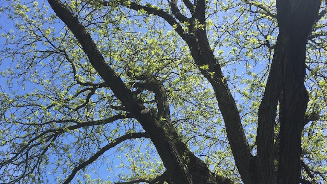 Tree branches reaching to the sky