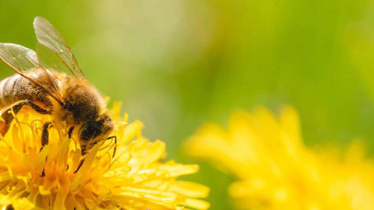 Bee on Flower