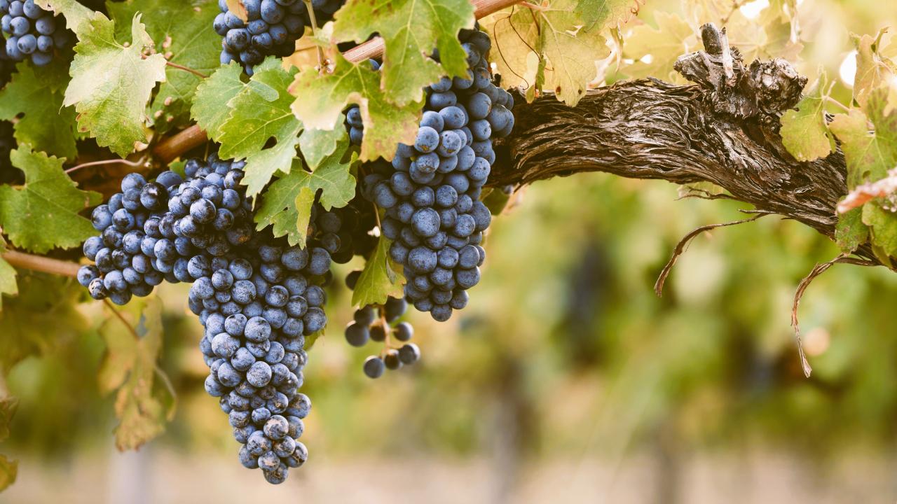 Grapes