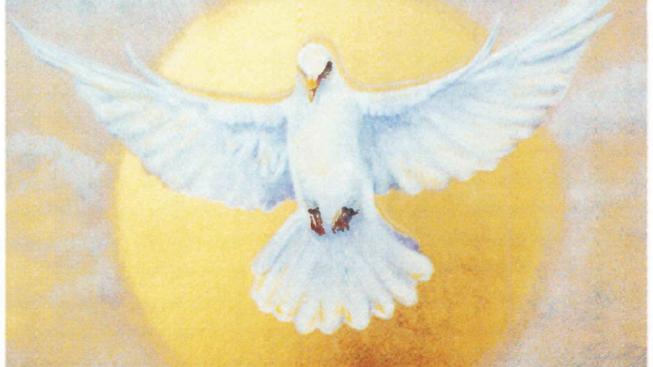 Broeve Dove Hovering