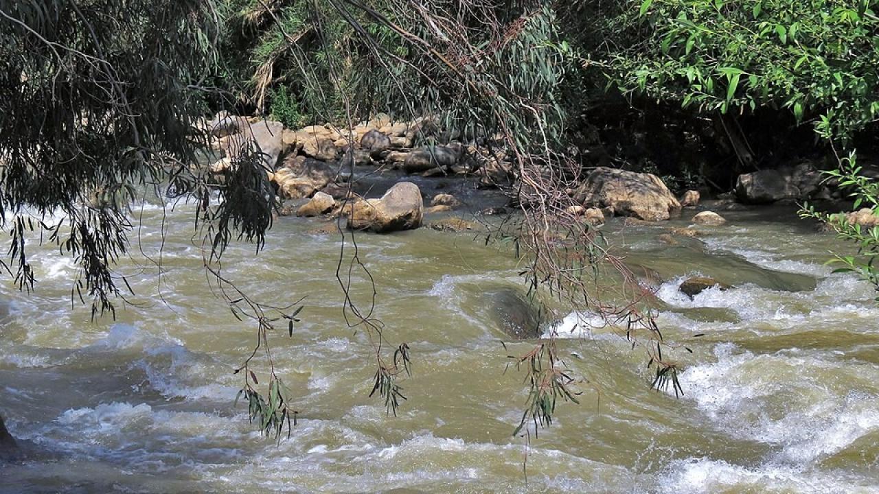 arie tennbaum Pikiwiki Israel, CC BY 2.5 <https://creativecommons.org/licenses/by/2.5>, via Wikimedia Commons