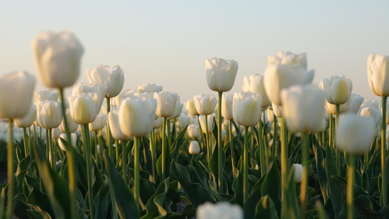 White Tulips