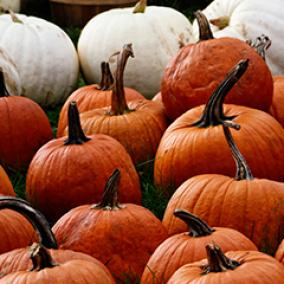 Assortment of pumpkins