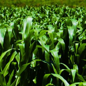 Image of field of corn.