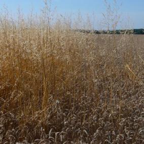 Picture of field at harvest time