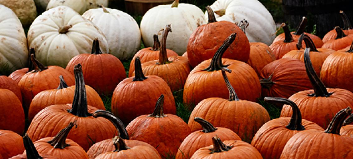 Assortment of pumpkins