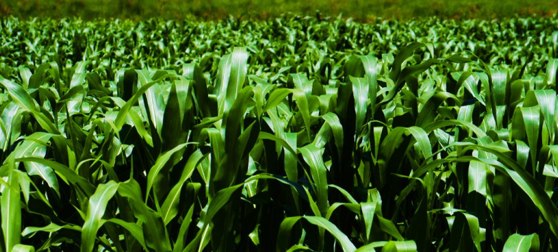 Image of field of corn.