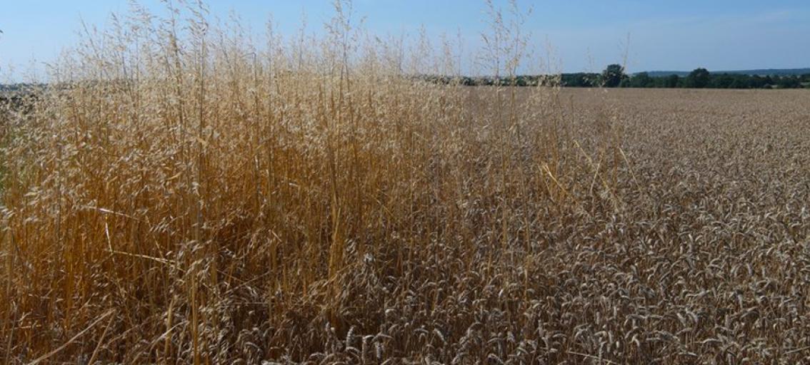 Picture of field at harvest time