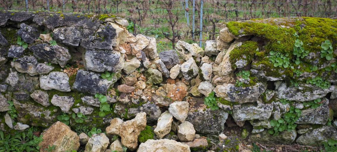 Rock wall, crumbling in the middle with vineyard in background