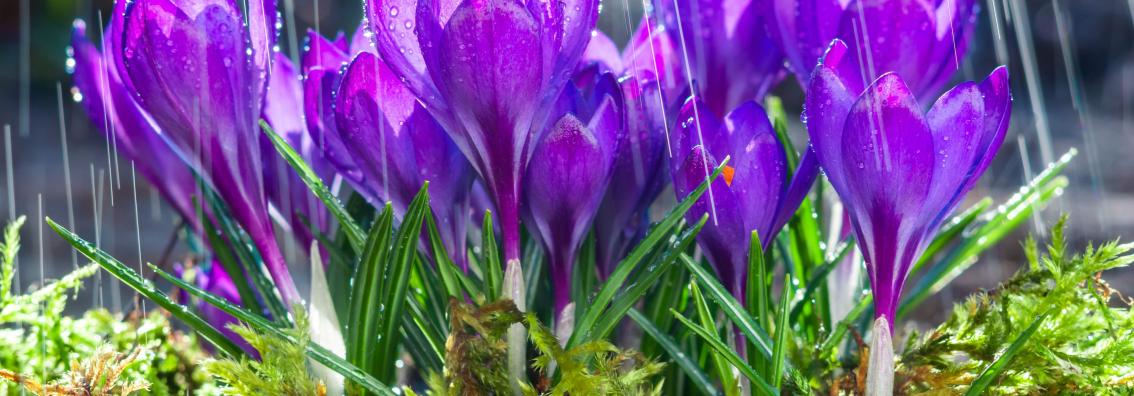 Crocuses in bloom with rain.