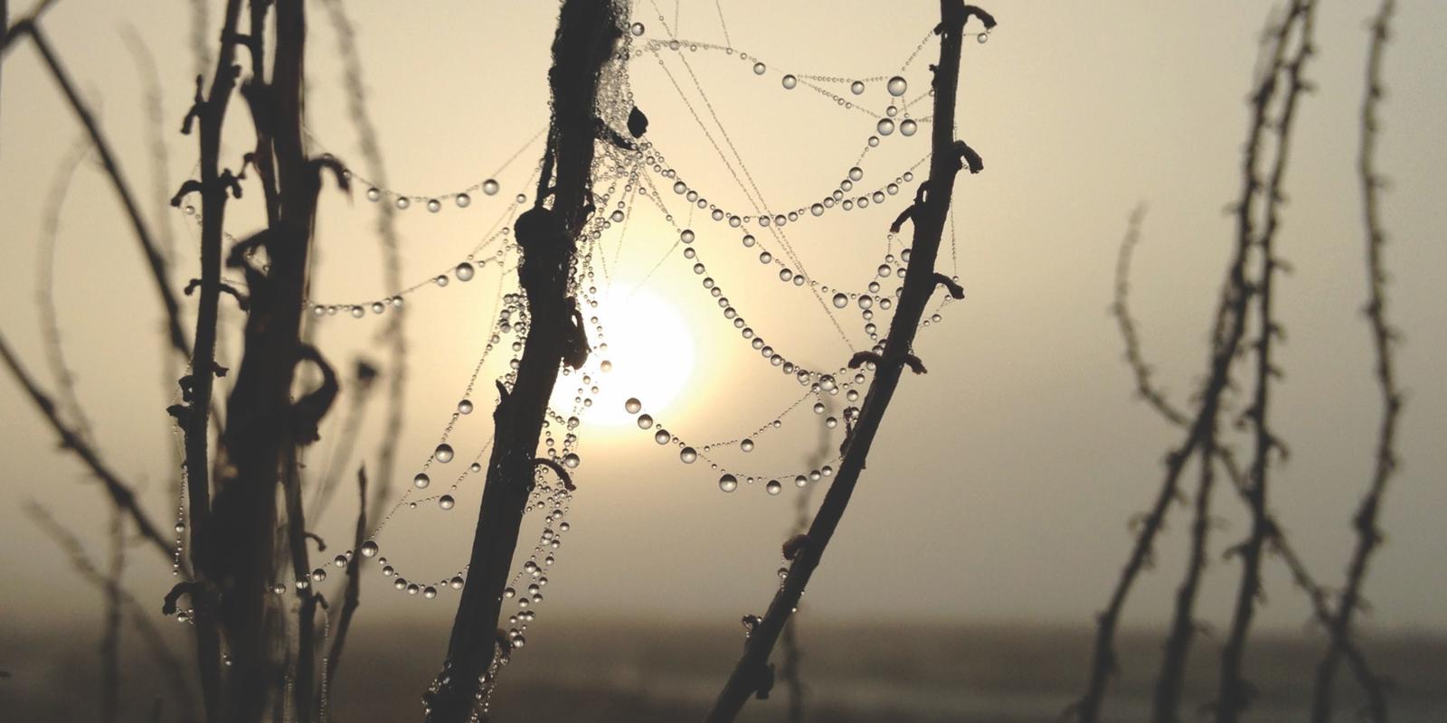 Dew in the desert